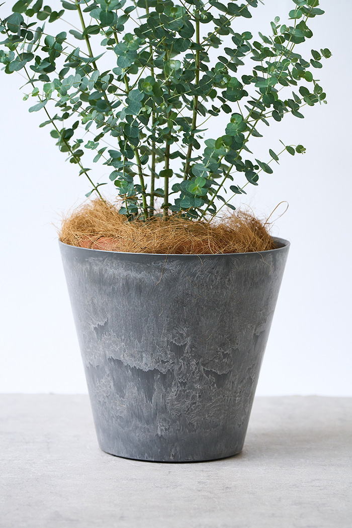 観葉植物 ユーカリ グニー（8号鉢）｜HanaPrime（ハナプライム）