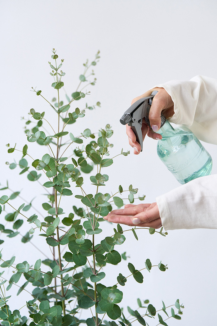 観葉植物 ユーカリ グニー（8号鉢）の写真8枚目