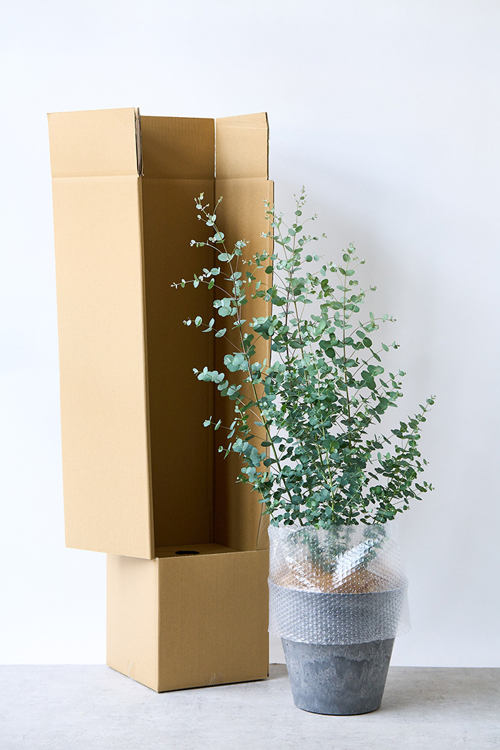 観葉植物 ユーカリ グニー（8号鉢）｜HanaPrime（ハナプライム）