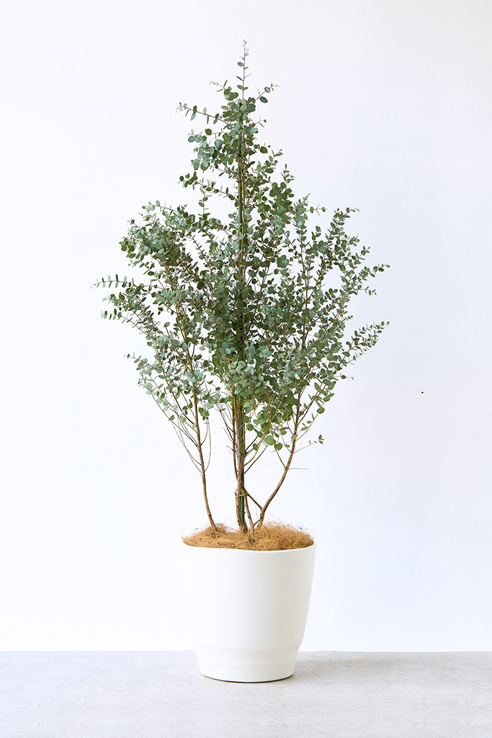 観葉植物 ユーカリ グニー（10号鉢）の写真1枚目
