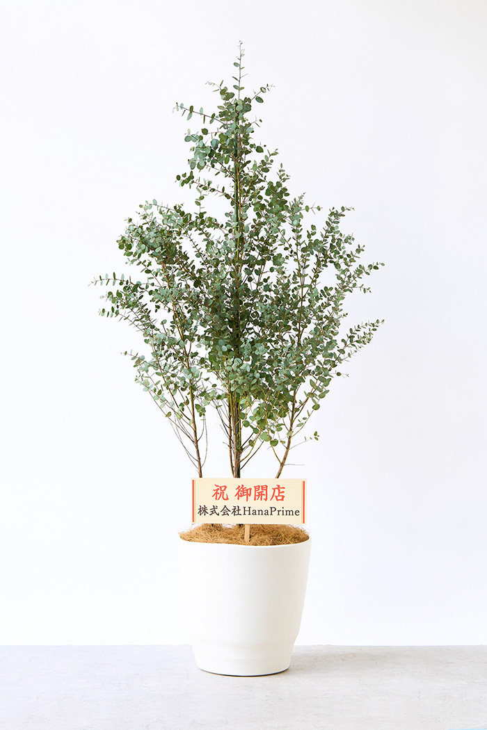 観葉植物 ユーカリ グニー（10号鉢）｜HanaPrime（ハナプライム）