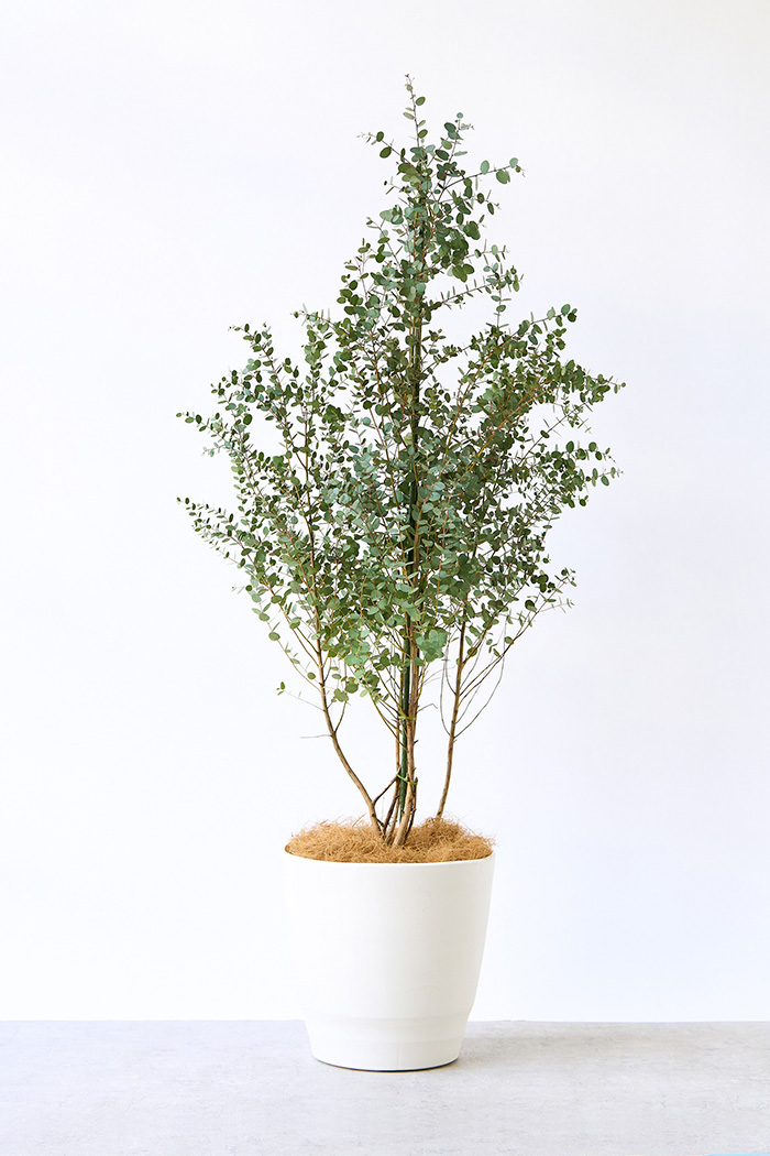 観葉植物 ユーカリ グニー（10号鉢）｜HanaPrime（ハナプライム）