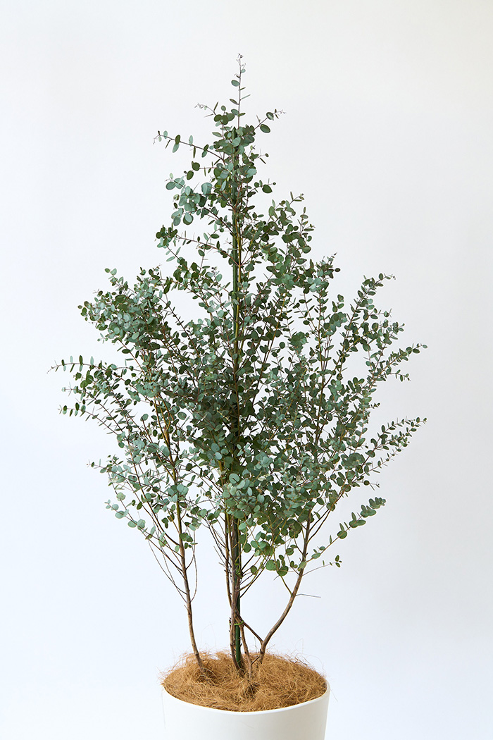 観葉植物 ユーカリ グニー（10号鉢）｜HanaPrime（ハナプライム）