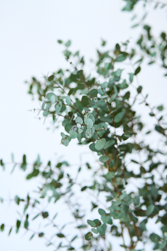 観葉植物 ユーカリ グニー（10号鉢）の写真5枚目