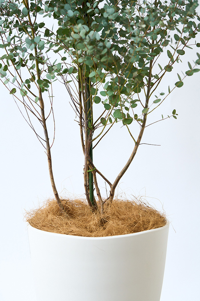 観葉植物 ユーカリ グニー（10号鉢）の写真6枚目