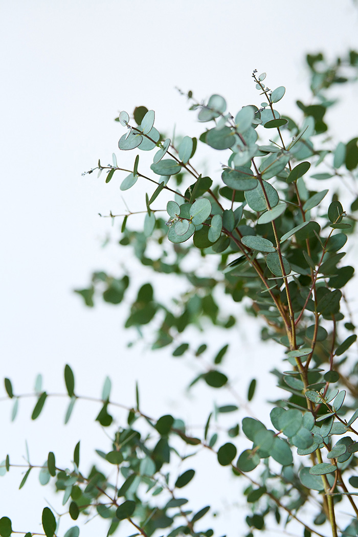 観葉植物 ユーカリ グニー（10号鉢）の写真7枚目