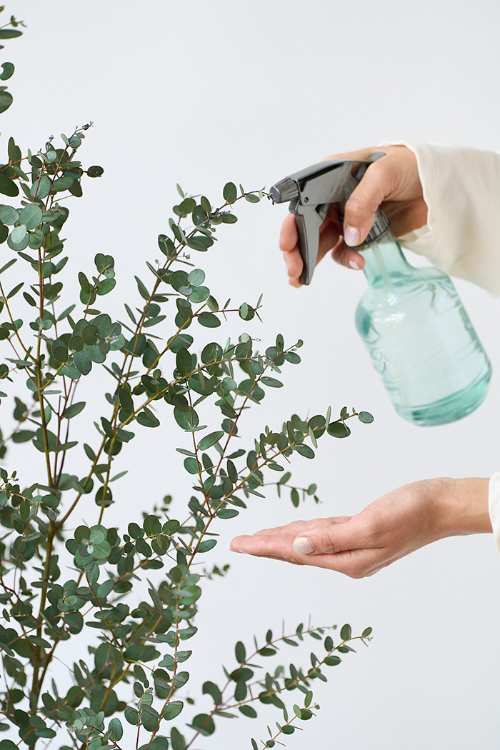 観葉植物 ユーカリ グニー（10号鉢）の写真8枚目