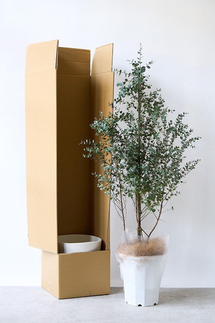 観葉植物 ユーカリ グニー（10号鉢）の写真9枚目