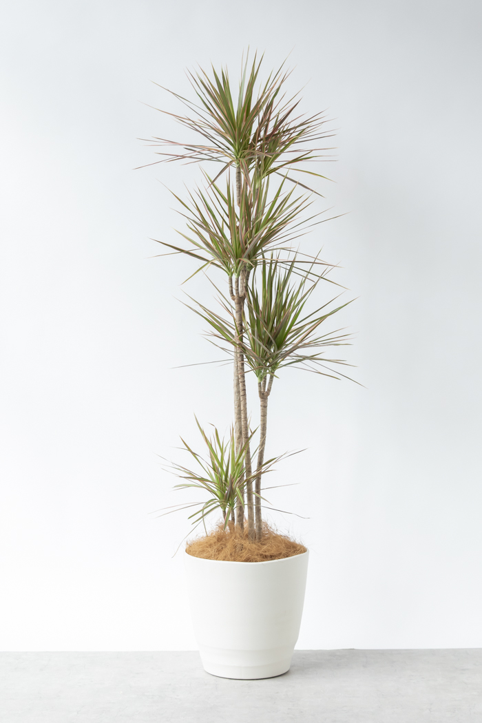 観葉植物 ドラセナ コンシンネ レインボー（10号鉢）の写真1枚目