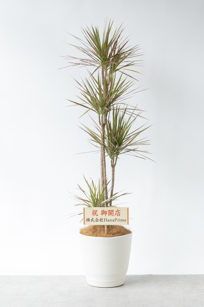 観葉植物 ドラセナ コンシンネ レインボー（10号鉢）