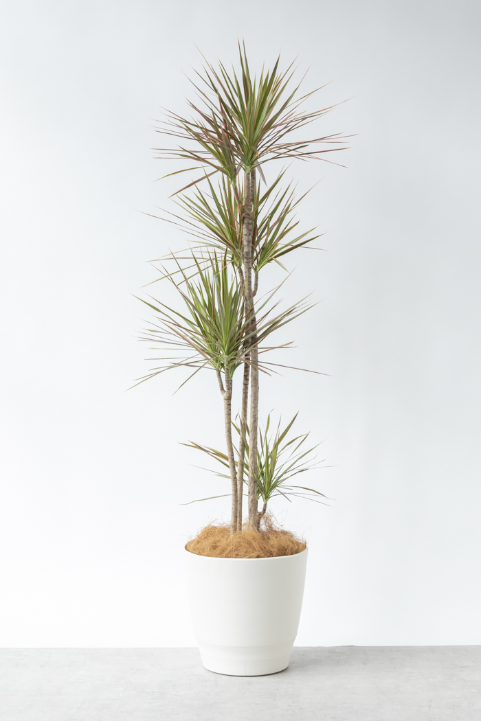 観葉植物 ドラセナ コンシンネ レインボー（10号鉢）の写真3枚目