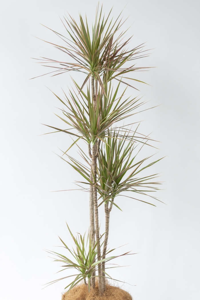 観葉植物 ドラセナ コンシンネ レインボー（10号鉢）の写真4枚目