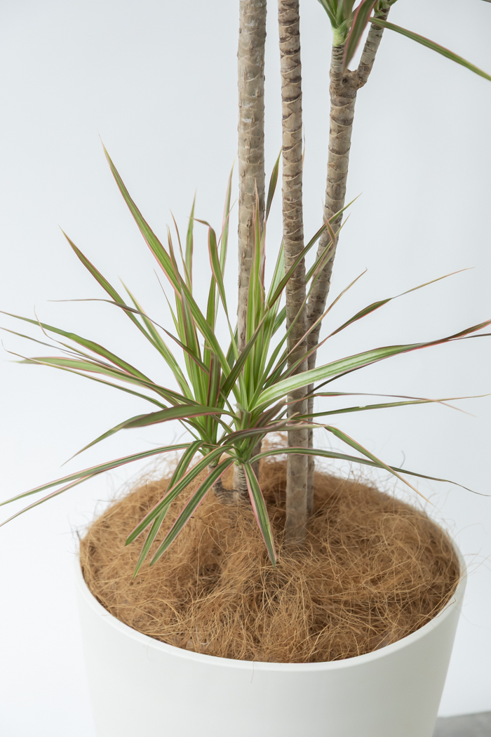 観葉植物 ドラセナ コンシンネ レインボー（10号鉢）の写真5枚目