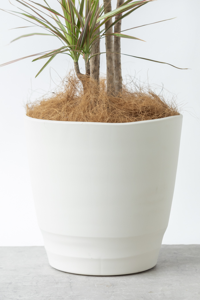 観葉植物 ドラセナ コンシンネ レインボー（10号鉢）の写真6枚目