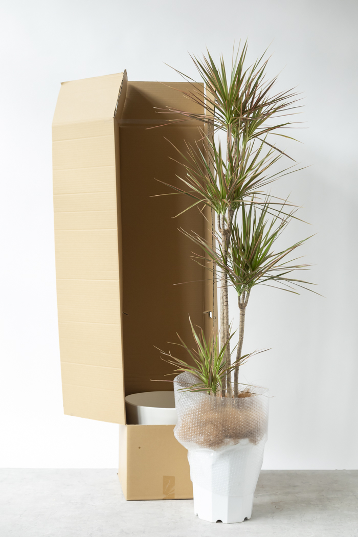 観葉植物 ドラセナ コンシンネ レインボー（10号鉢）の写真8枚目