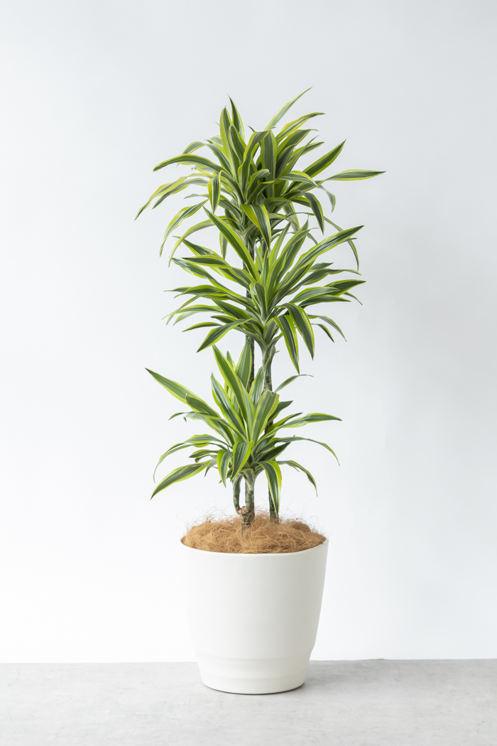 観葉植物 ドラセナ ワーネッキーレモンライム（10号鉢）