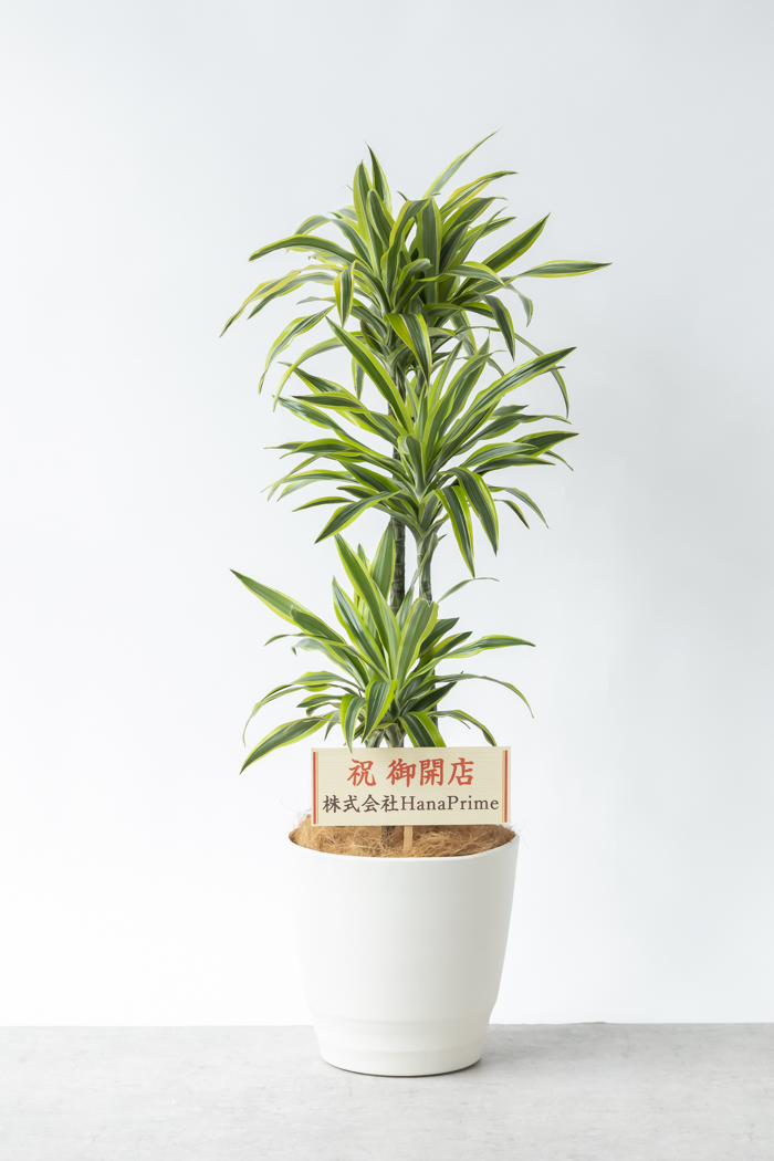 観葉植物 ドラセナ ワーネッキーレモンライム（10号鉢）