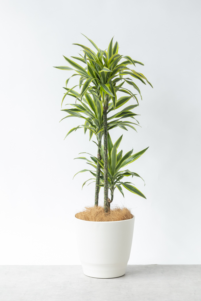 観葉植物 ドラセナ ワーネッキーレモンライム（10号鉢）の写真3枚目