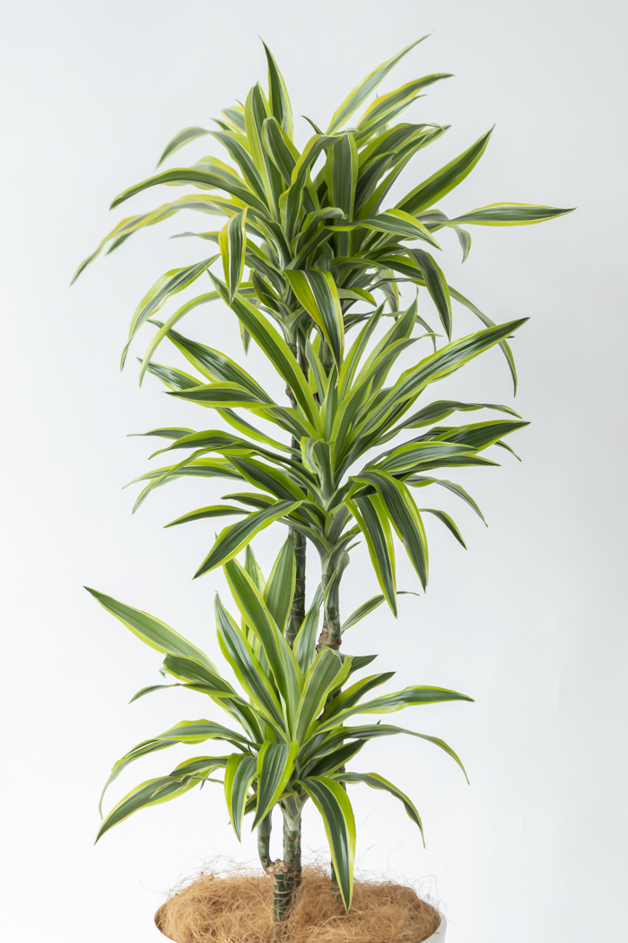 観葉植物 ドラセナ ワーネッキーレモンライム（10号鉢）｜HanaPrime