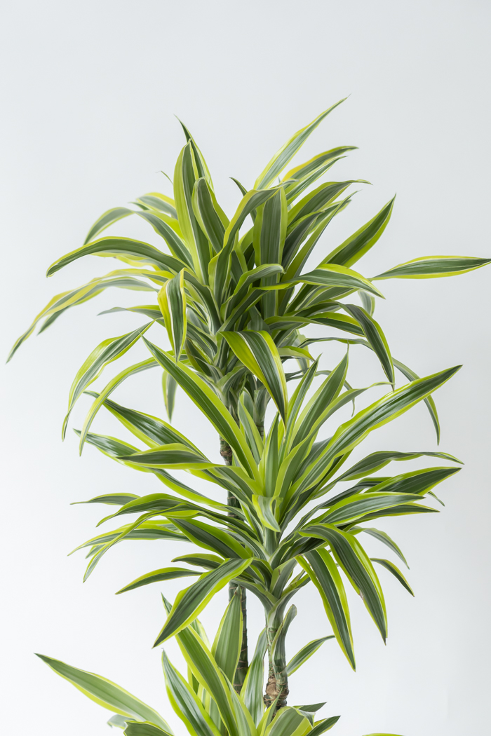 観葉植物 ドラセナ ワーネッキーレモンライム（10号鉢）の写真5枚目