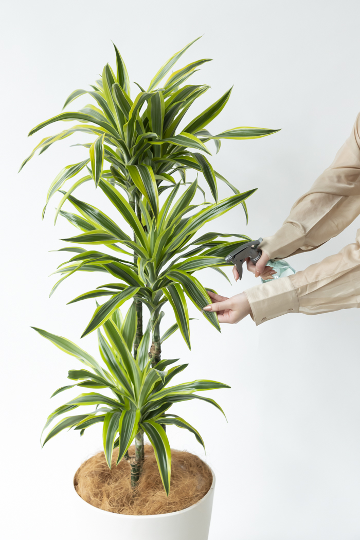 観葉植物 ドラセナ ワーネッキーレモンライム（10号鉢）｜HanaPrime