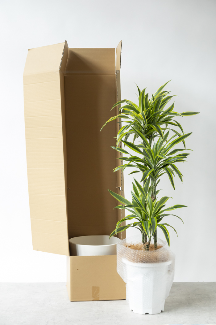 観葉植物 ドラセナ ワーネッキーレモンライム（10号鉢）｜HanaPrime