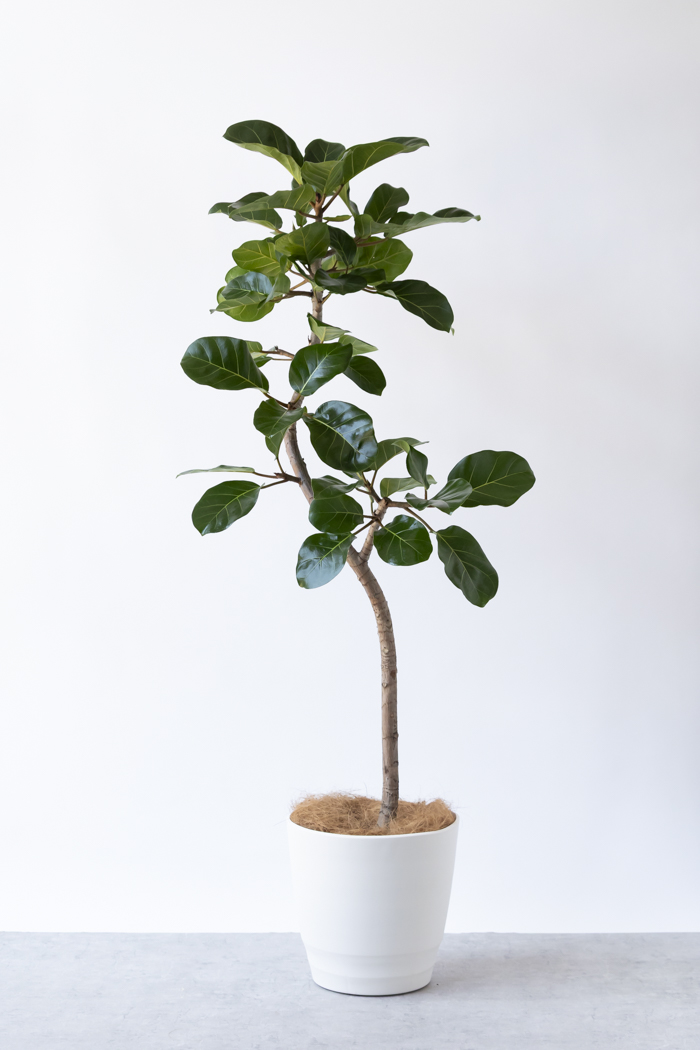 観葉植物 フィカス アフリカンプリンス（10号鉢）の写真1枚目