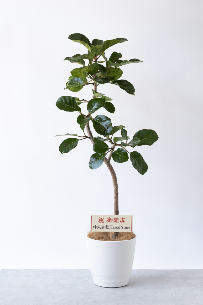 観葉植物 フィカス アフリカンプリンス（10号鉢）の写真2枚目
