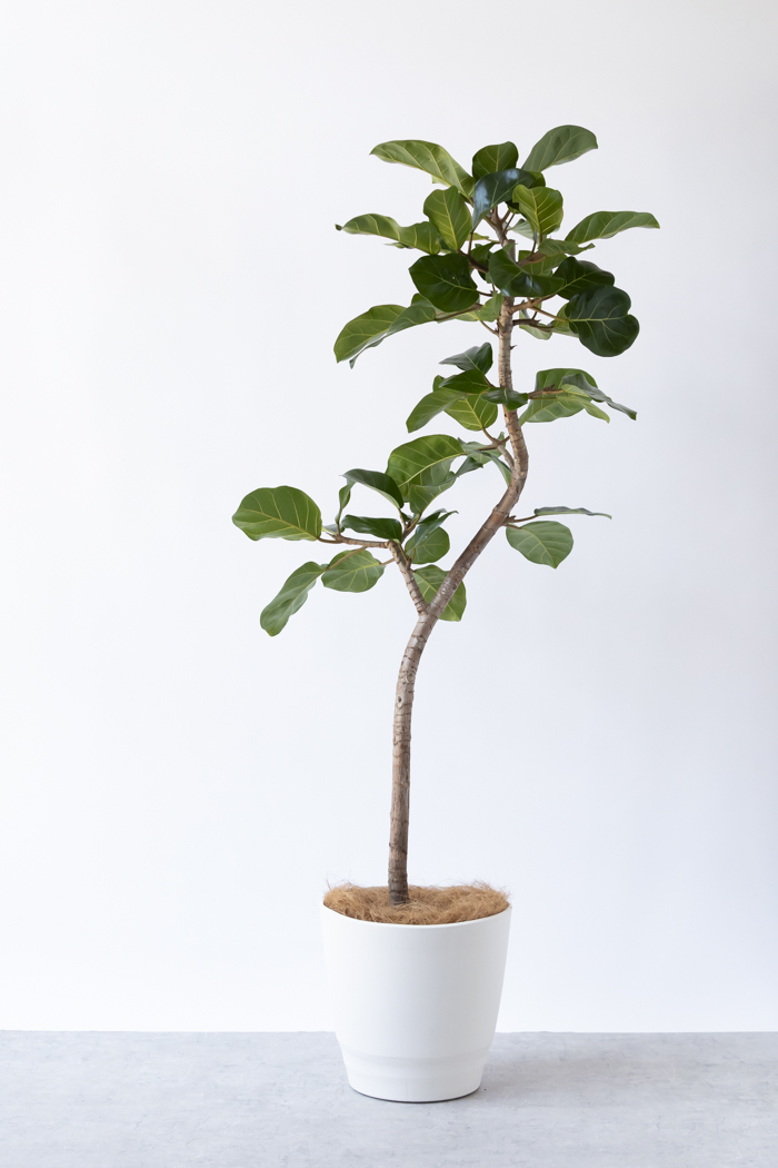 観葉植物 フィカス アフリカンプリンス曲がり（10号鉢）｜HanaPrime