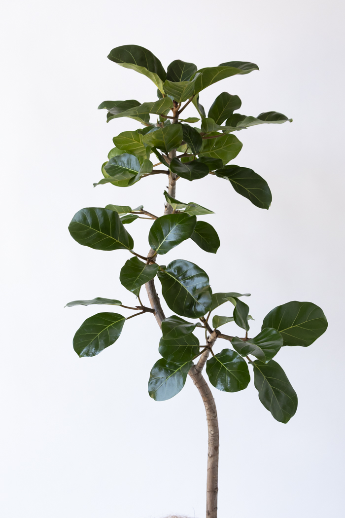 フィカスアフリンカンプリンス　曲がり　引き取り限定 観葉植物 フィカス アフリカンプリンス曲がり（10号鉢