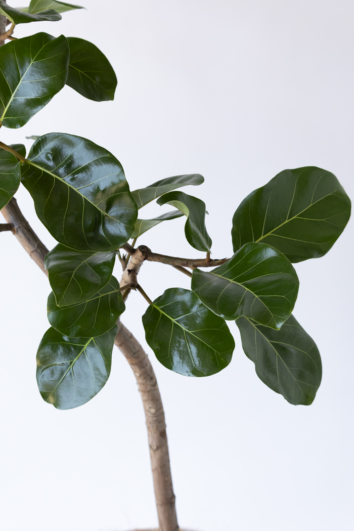 観葉植物 フィカス アフリカンプリンス（10号鉢）の写真5枚目