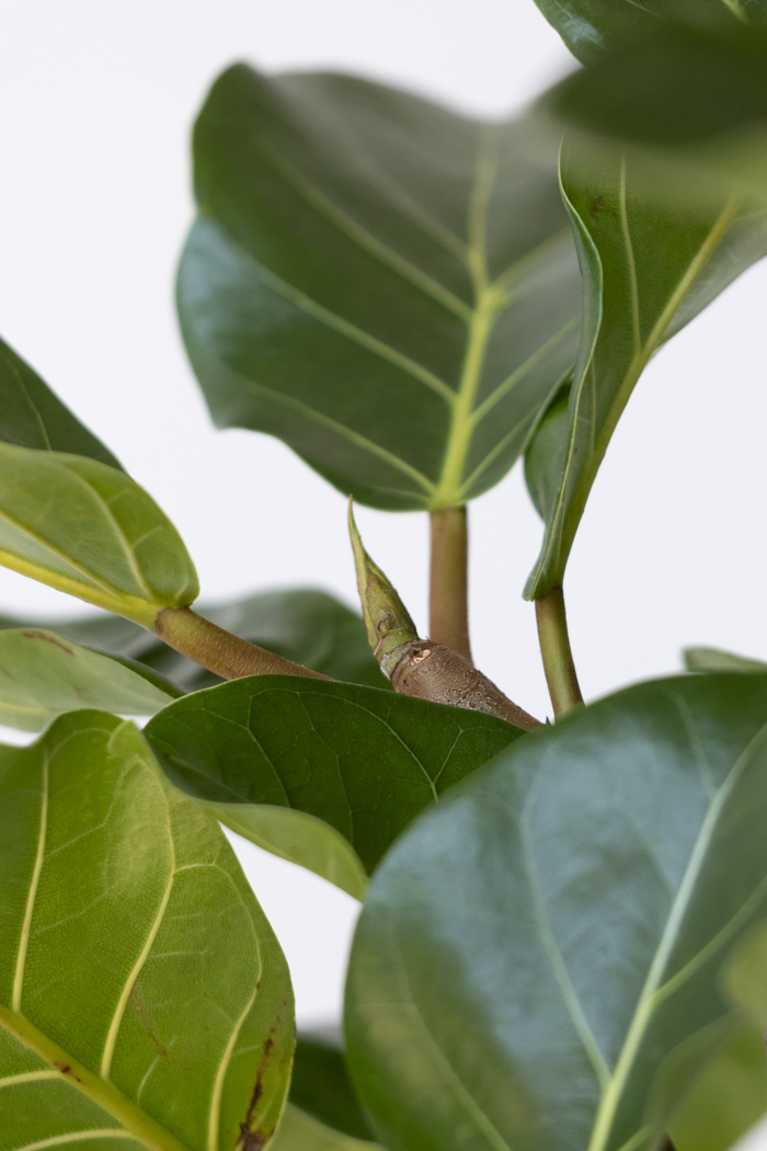 観葉植物 フィカス アフリカンプリンス（10号鉢）の写真7枚目