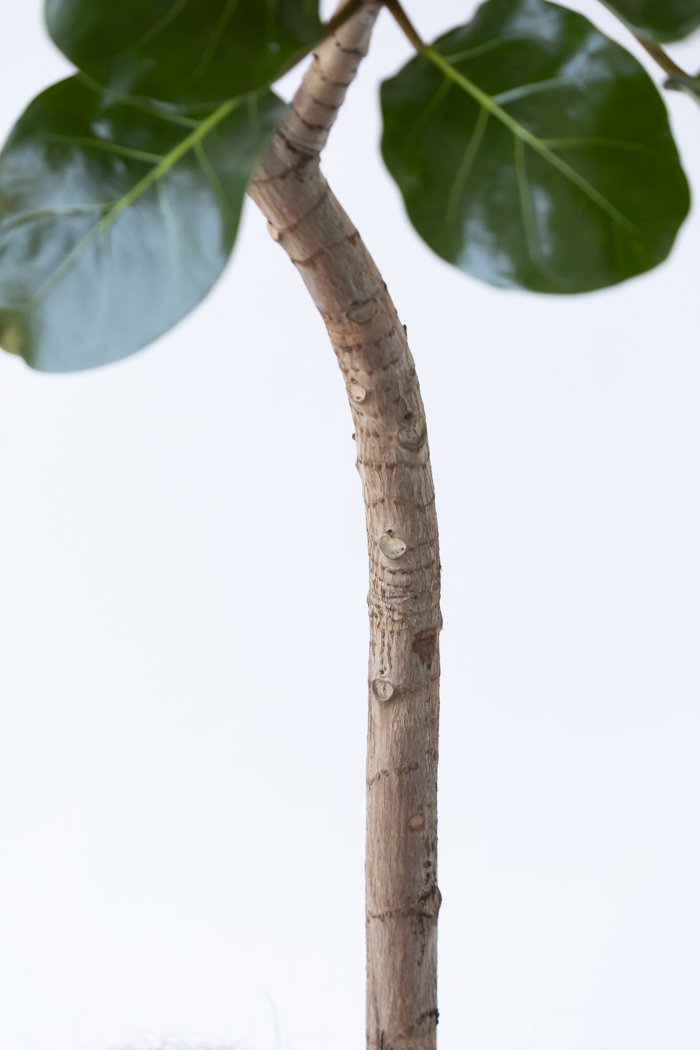 観葉植物 フィカス アフリカンプリンス（10号鉢）の写真9枚目