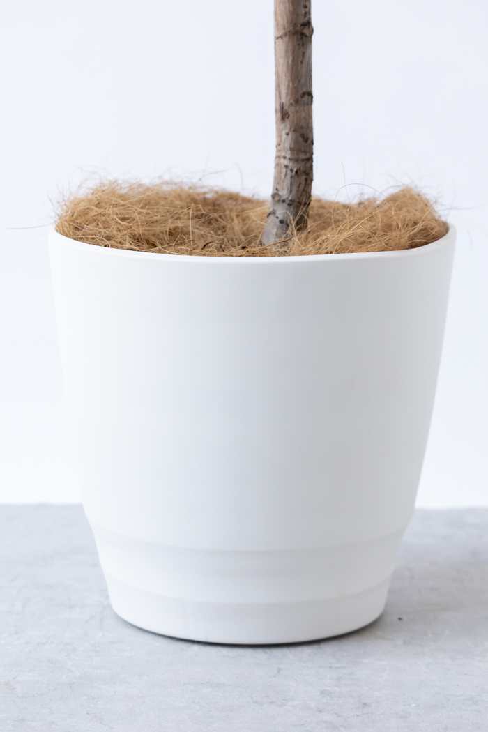 観葉植物 フィカス アフリカンプリンス（10号鉢）の写真10枚目