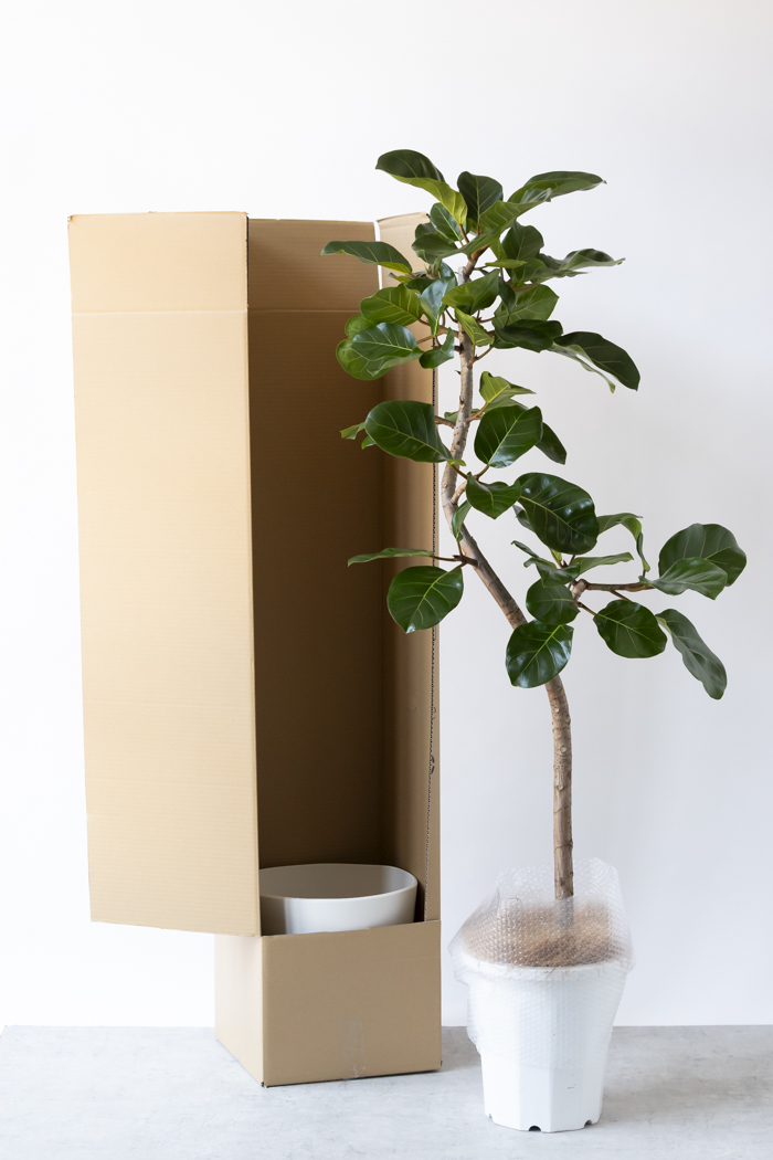 観葉植物 フィカス アフリカンプリンス曲がり（10号鉢