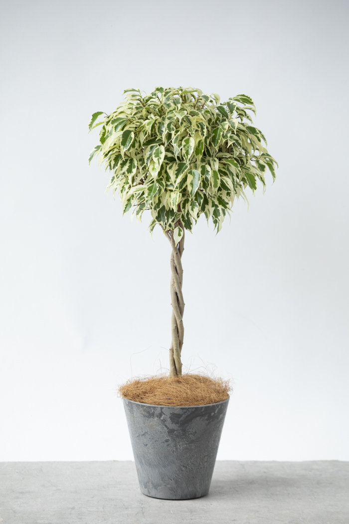 観葉植物 フィカス ベンジャミン スターライト（6号鉢）