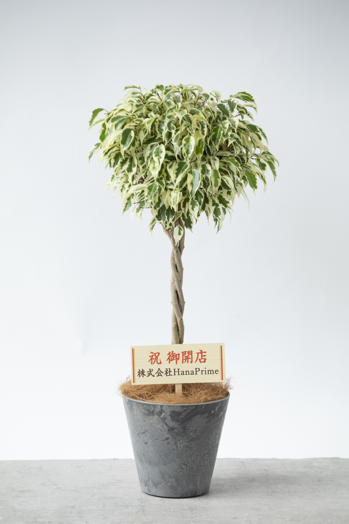 観葉植物 フィカス ベンジャミン スターライト（6号鉢）