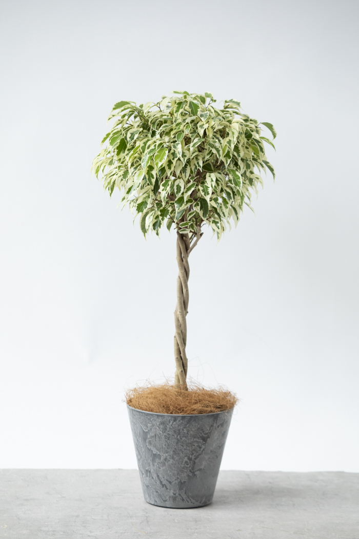 観葉植物 フィカス ベンジャミン スターライト（6号鉢）の写真3枚目