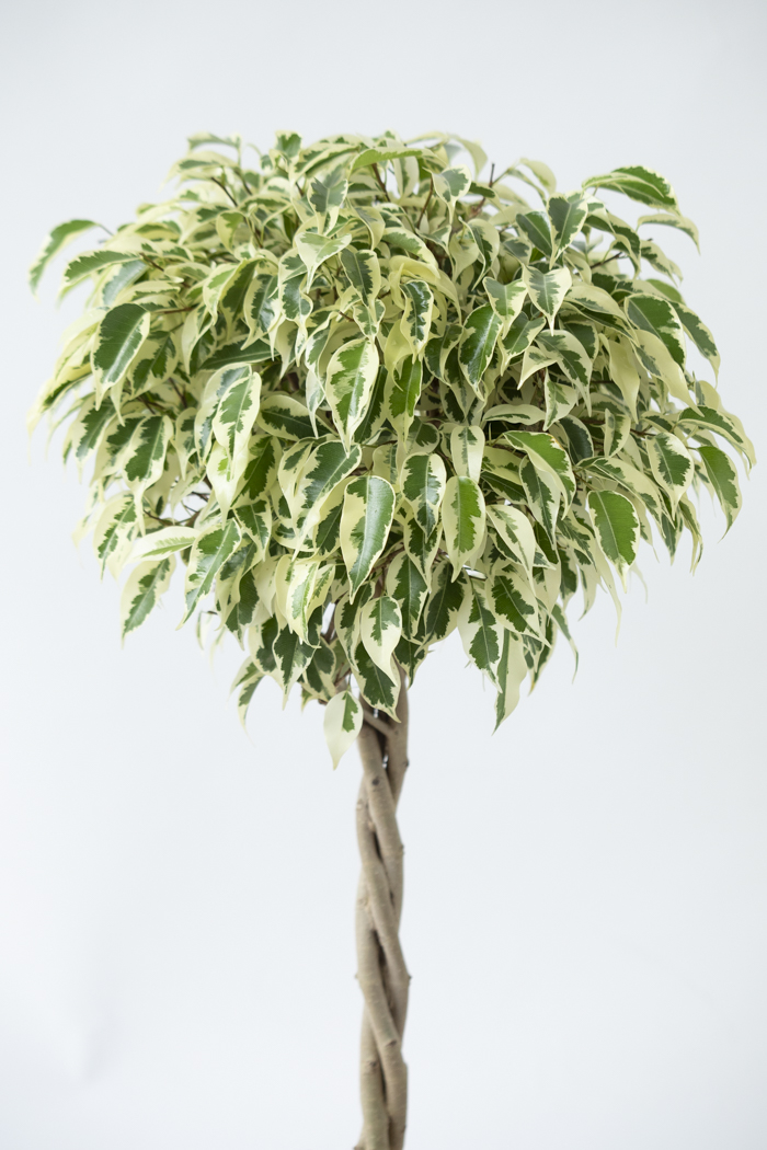 観葉植物 フィカス ベンジャミン スターライト（6号鉢）の写真4枚目