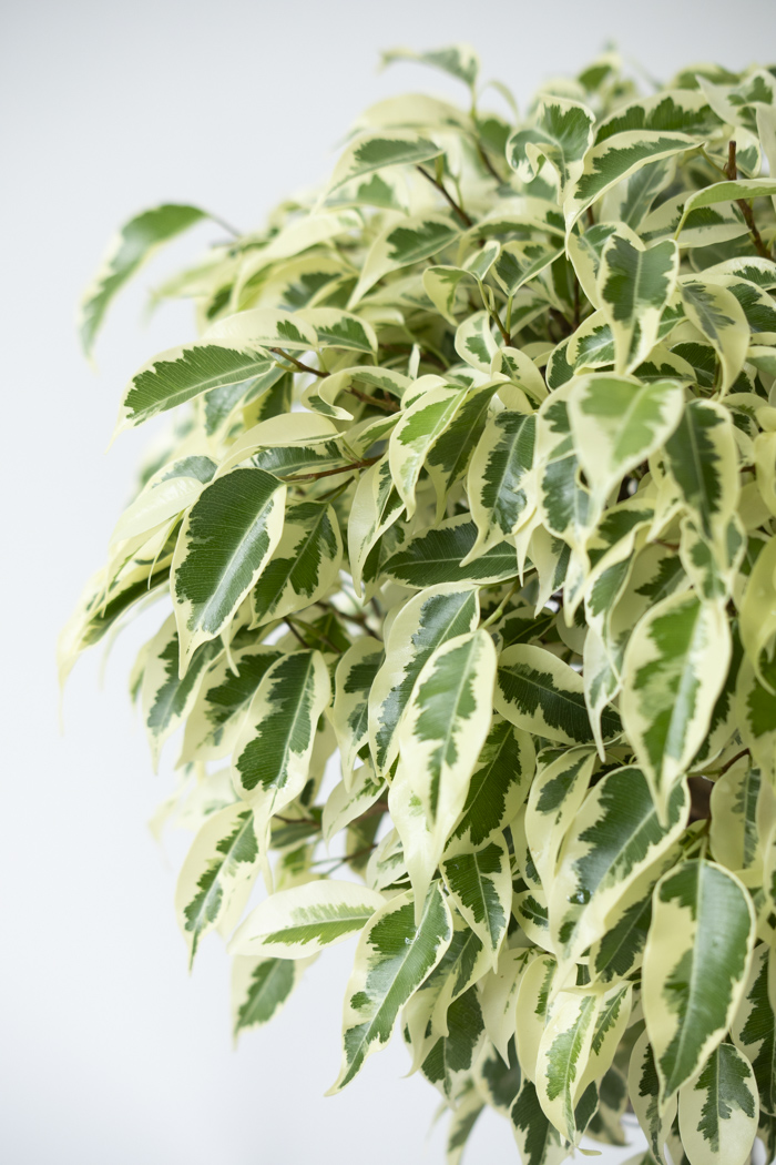 観葉植物 フィカス ベンジャミン スターライト（6号鉢）の写真5枚目