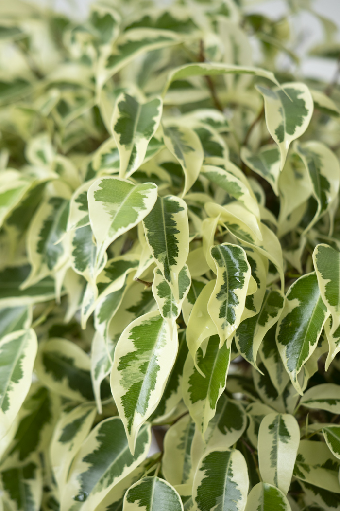 観葉植物 フィカス ベンジャミン スターライト（6号鉢）の写真6枚目