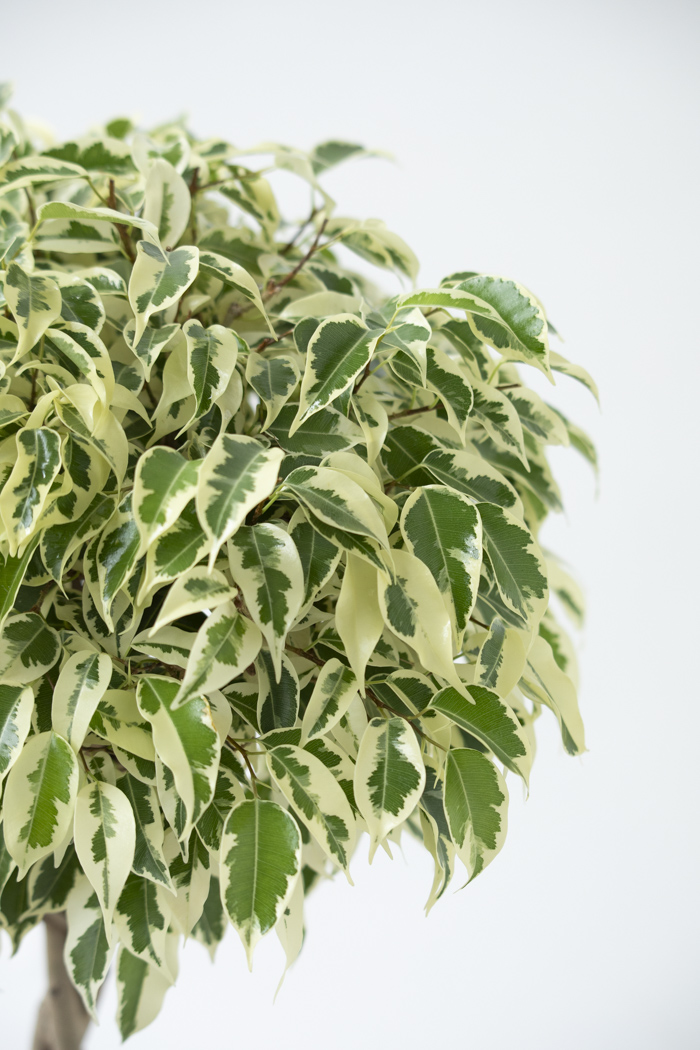 観葉植物 フィカス ベンジャミン スターライト（6号鉢）の写真7枚目