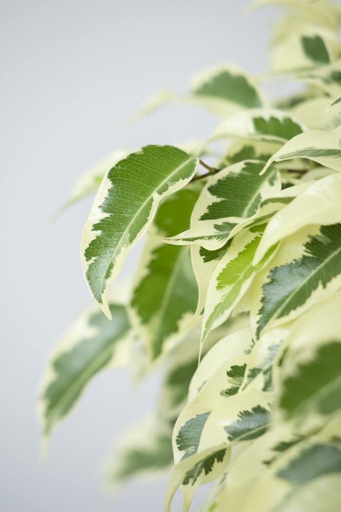 観葉植物 フィカス ベンジャミン スターライト（6号鉢）の写真8枚目