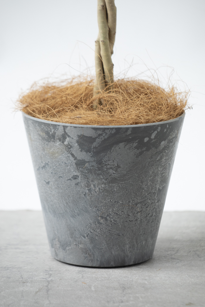 観葉植物 フィカス ベンジャミン スターライト（6号鉢）の写真9枚目