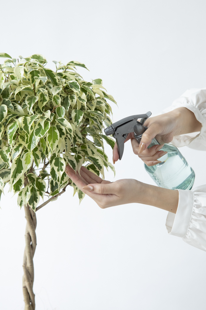 観葉植物 フィカス ベンジャミン スターライト（6号鉢）の写真10枚目