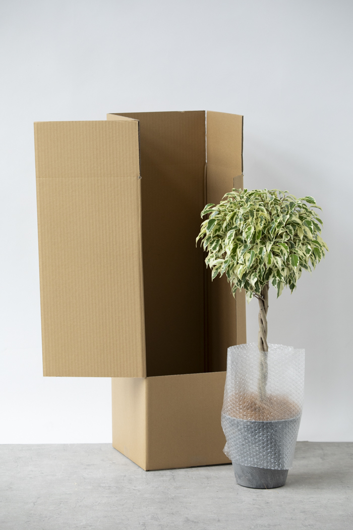 観葉植物 フィカス ベンジャミン スターライト（6号鉢）の写真11枚目