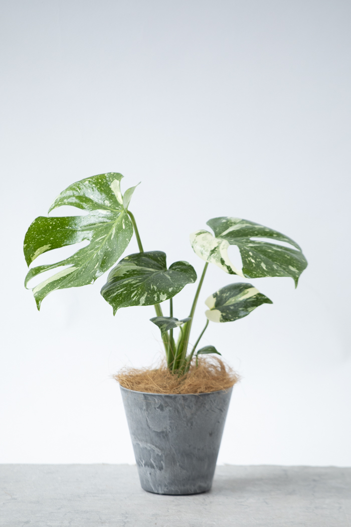 観葉植物 モンステラ タイコンステレーション（4号鉢）