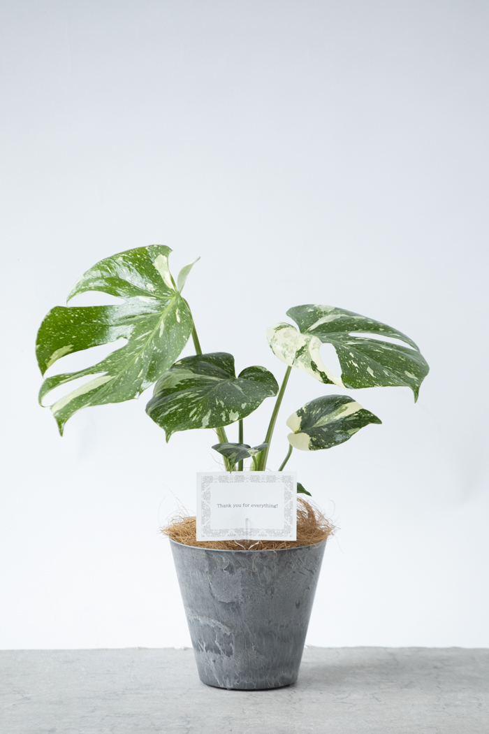 観葉植物 モンステラ タイコンステレーション（4号鉢）