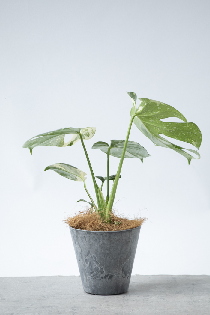 観葉植物 モンステラ タイコンステレーション（4号鉢）の写真3枚目