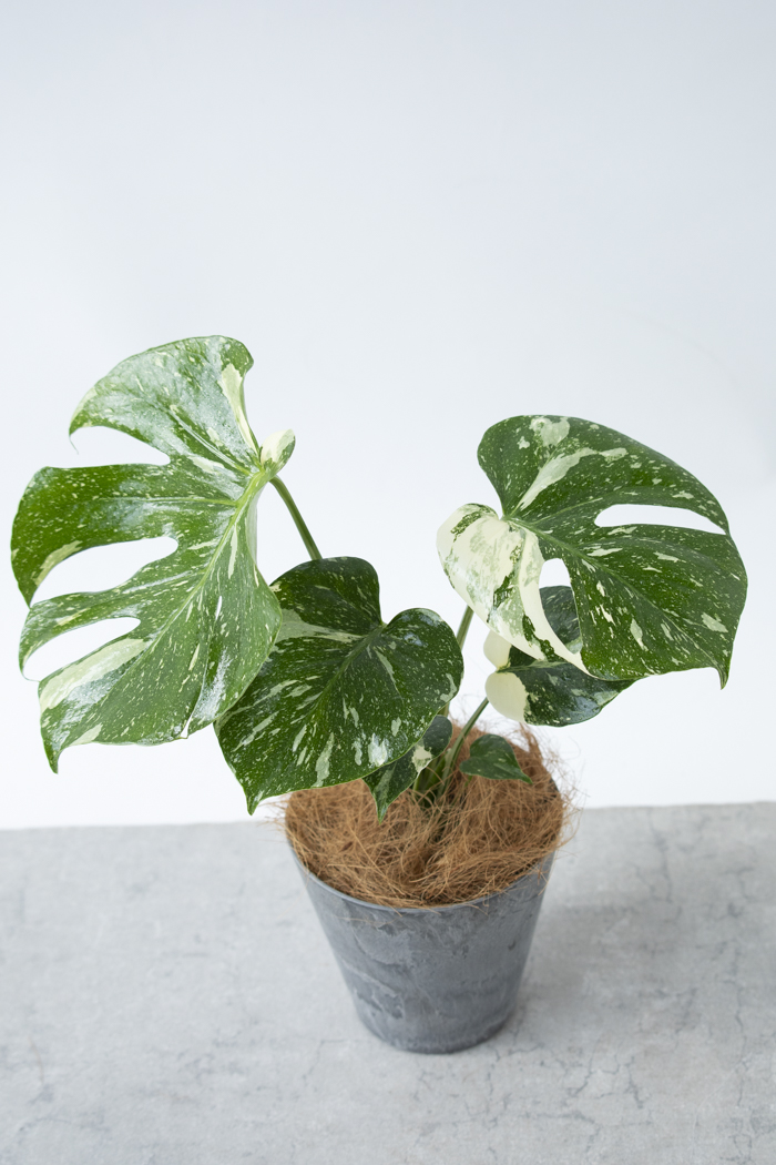 観葉植物 モンステラ タイコンステレーション（4号鉢）の写真4枚目